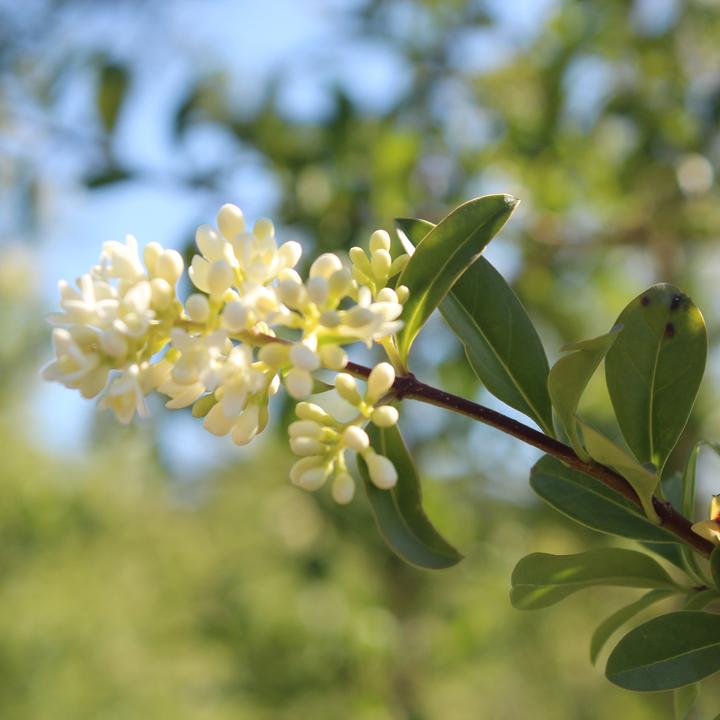 Produktbild Zulauf Gemeiner Liguster / Ligustrum v. 'Atrovirens' (80 cm)