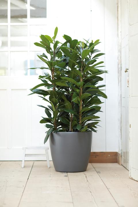 Produktbild Elho Brussels Rollen (46.50 cm)