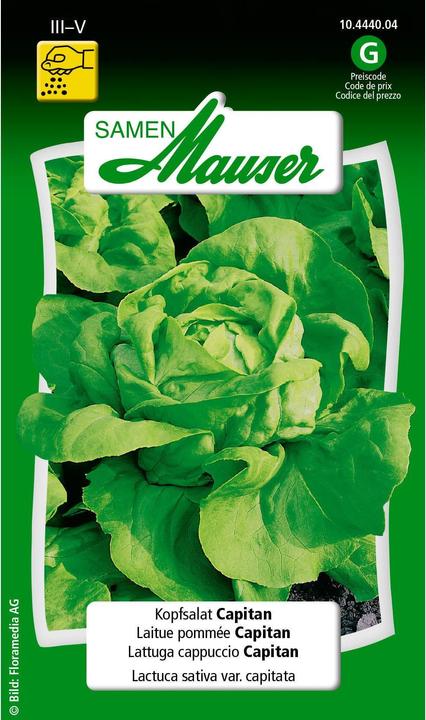 Samen Mauser Lettuce Capitan (Vegetable seeds)