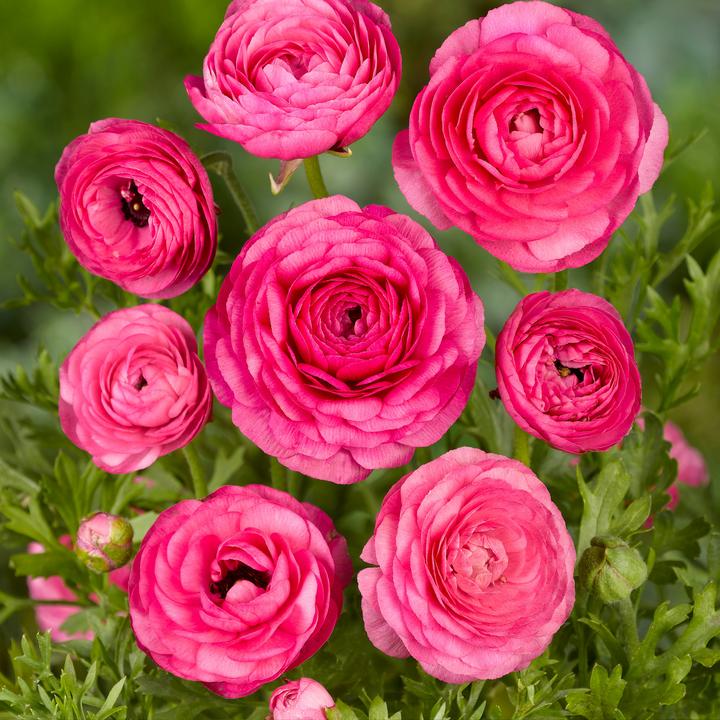Produktbild Plant in a Box Ranunculus - 80er-Set Ranunkeln (10 cm)