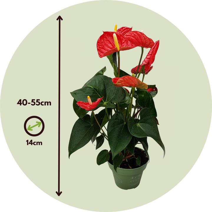 Immagine prodotto Plant in a Box Anthurium 'Madural Red' - (40 cm)