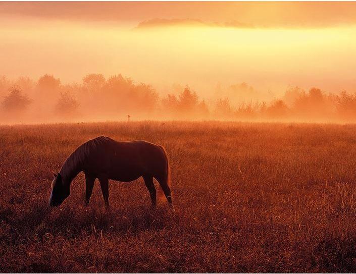 Produktbild Dennis Frates Gerahmter Leinwanddruck Horse In Pasture (30 x 40 cm)
