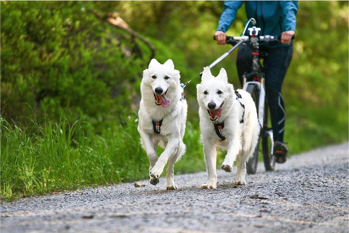 Image du produit Non-Stop Dogwear Harnais Freemotion (3, Chien, Général)