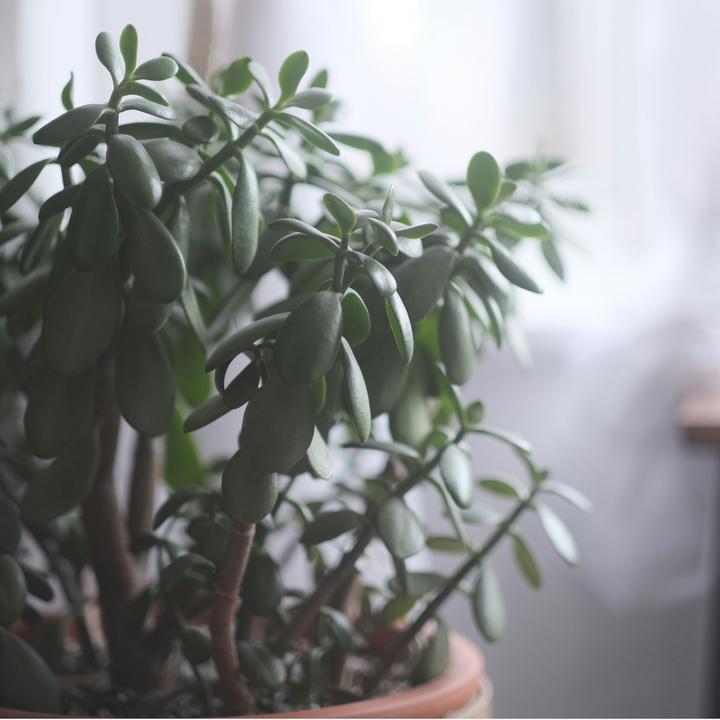 Actual product image Plant in a Box Crassula ovata Minor - Jade plant (60 cm)