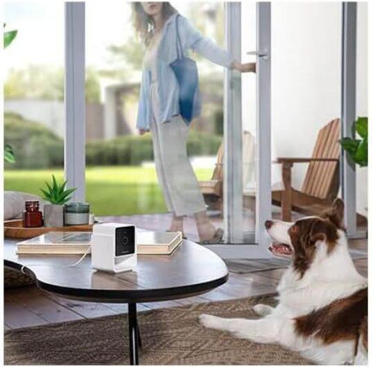 Actual product image Petcube Pet Camera (Catmint toy)