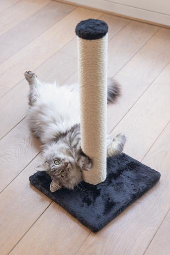 Image du produit Beeztees Mobilier pour chats (60 cm, Noir)