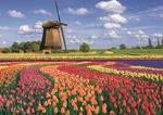 Produktbild Carletto Tulpen (1000 Teile)