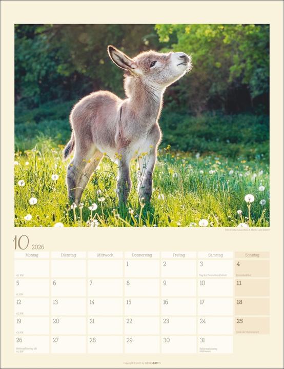Produktbild Esel Kalender 2026 (30 x 39 cm, Deutsch)