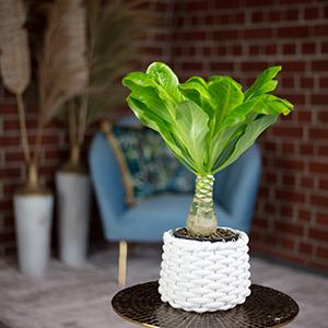 Immagine prodotto Flowerbox Set di 2 palme hawaiane - Brighamia (40 cm)