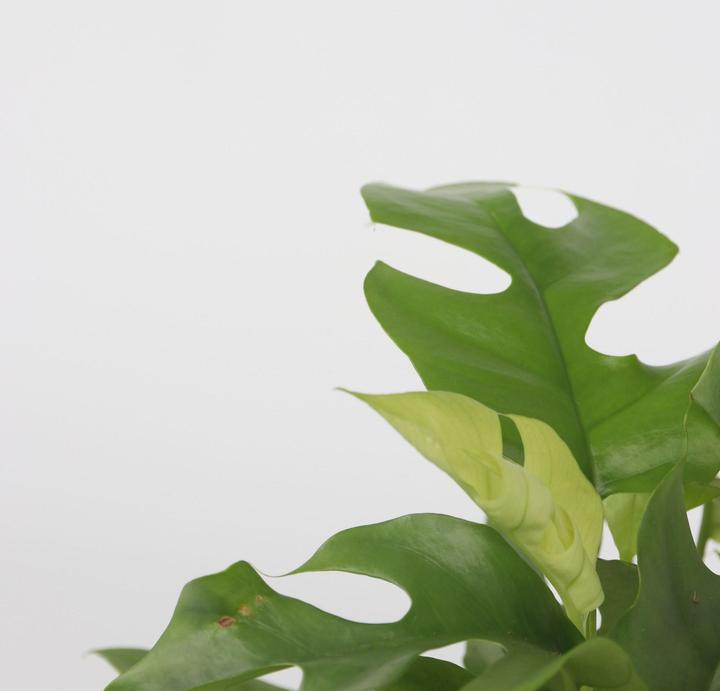 Actual product image Plant in a Box Rhaphidophora Tetrasperma - Monstera Minima (20 cm)