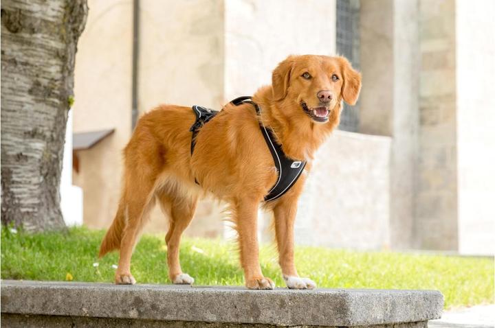 Image du produit Curli Harnais magnétique Belka Comfort (XL, Chien, Général, Promenade)