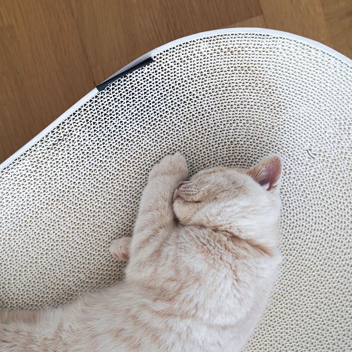 Produktbild LucyBalu SCRATCHBED Kartonbett (Katze)