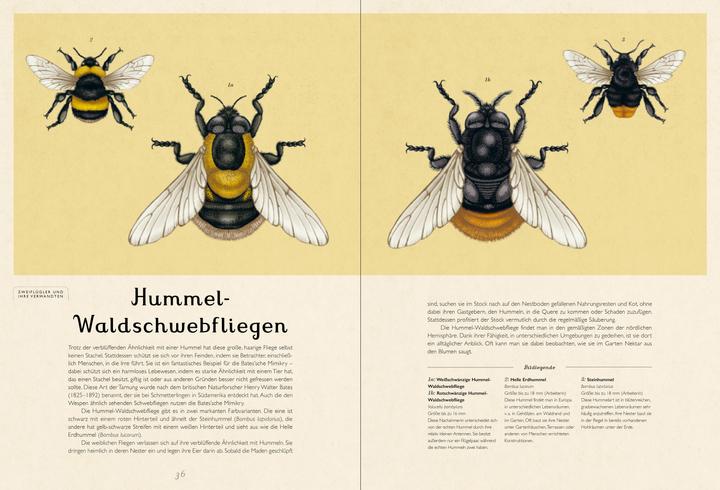 Produktbild Das Museum der Insekten (Deutsch, Emily Carter, Dave Goulson, 2024)