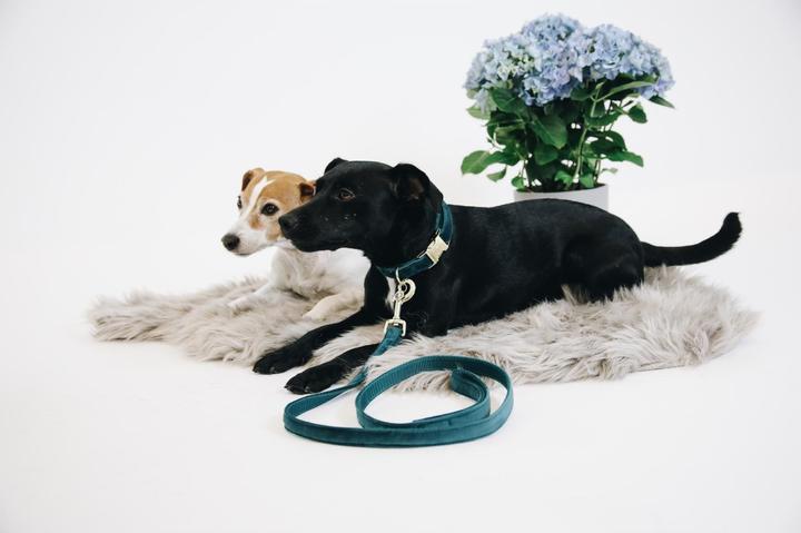 Produktbild Kentucky Dogwear Hundeleine Velvet (L, Hund, Allgemein)