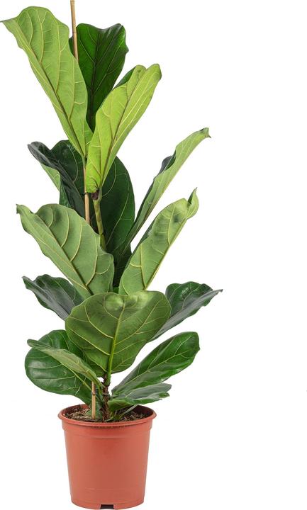 Actual product image Flowerbox Fiddle-leaf fig - height ca. 100 cm, pot-Ø 21 cm - Ficus Lyrata (100 cm)