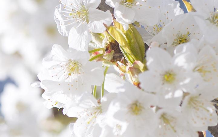 Immagine prodotto L'Occitane Fiori di ciliegio (30 ml)