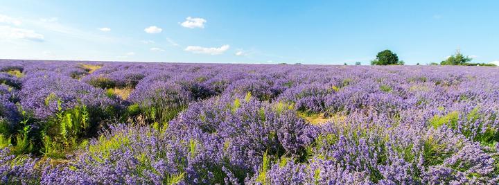 Produktbild Weleda Lavendel Entspannungsbad (200 ml, Badeöl)