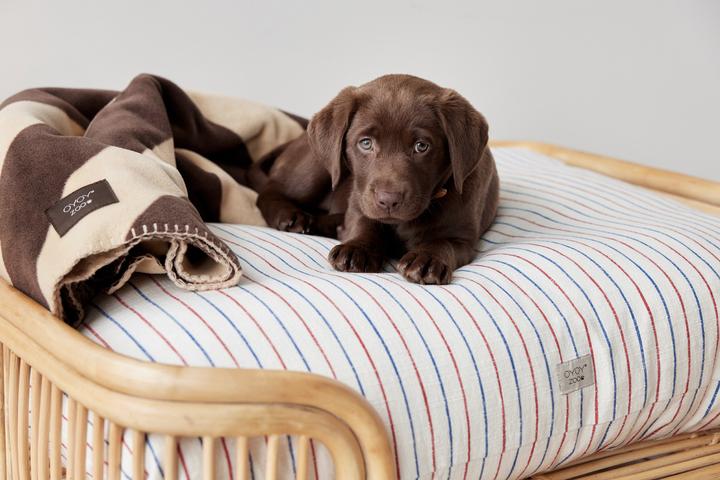 Produktbild Oyoy Otto (Hund)