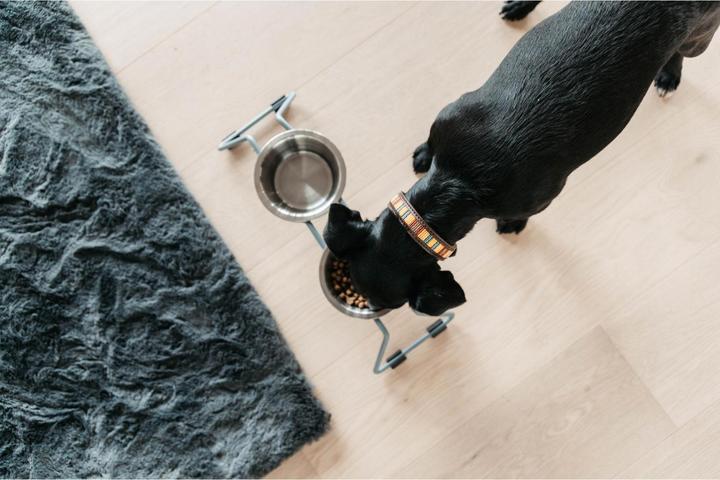 Produktbild Kentucky Dogwear Hundehalsband Handgemacht Pearls (S, Hund)