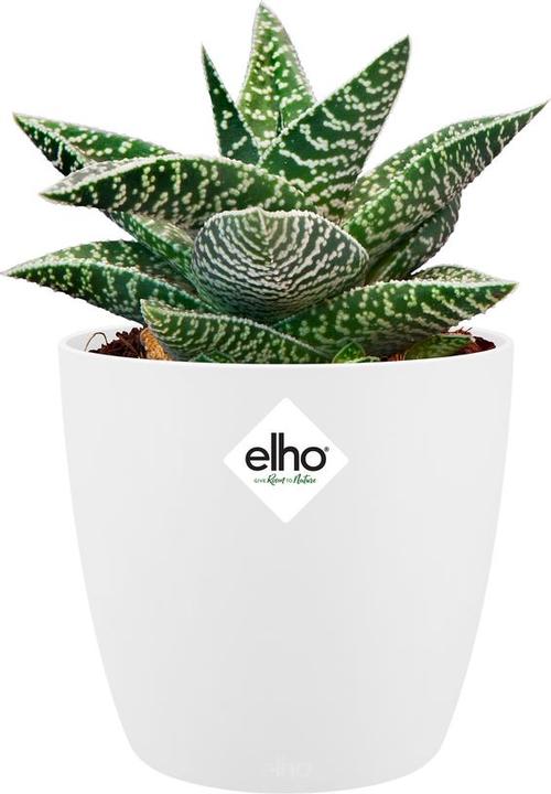 Actual product image Elho Brussels (10 cm)