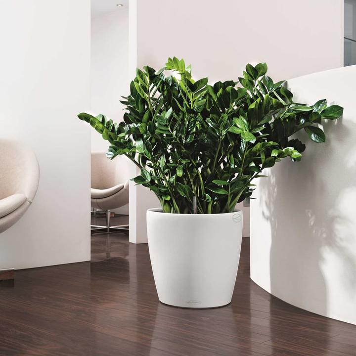 Actual product image Lechuza Classico Color (42 cm)