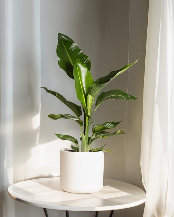Actual product image feey Strelitzia XL (110 cm, Freshly repotted)