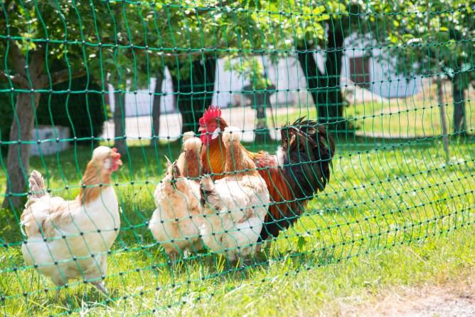 Image du produit Kerbl PoultryNet