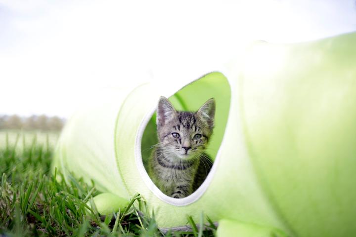 Image du produit Kerbl Tunnel pour chat Chenille (Tunnels pour chat)