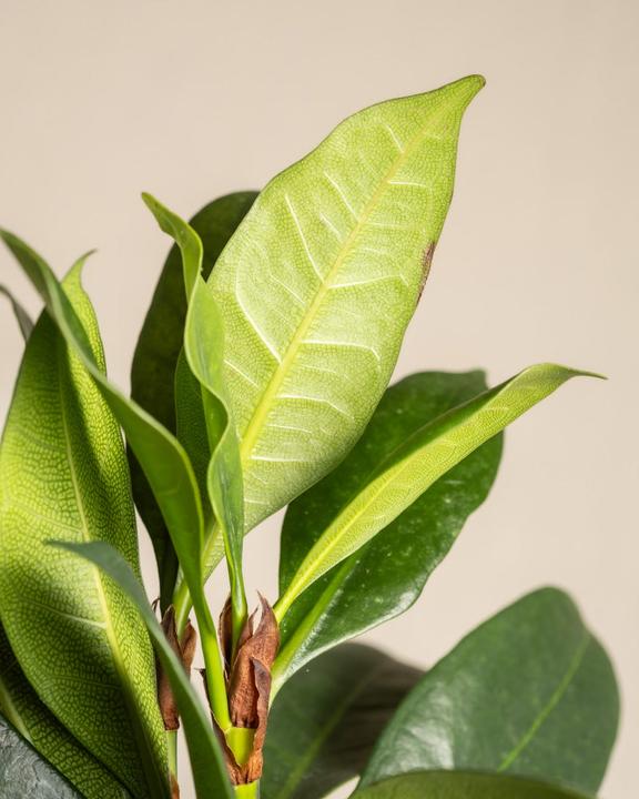 Produktbild feey Afrikanischer Feigenbaum (75 cm, Frisch umgetopft)