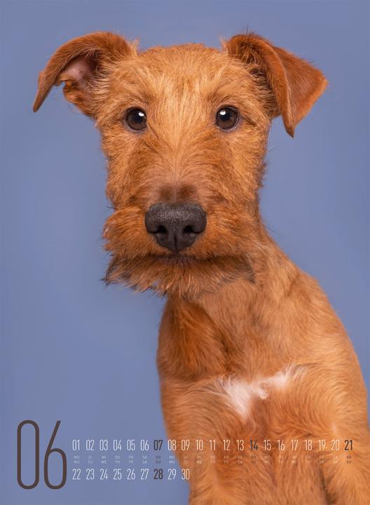 Produktbild Frei Schnauze - Kalender 2026 (33 x 45 cm, Harter Einband, Englisch, Deutsch)