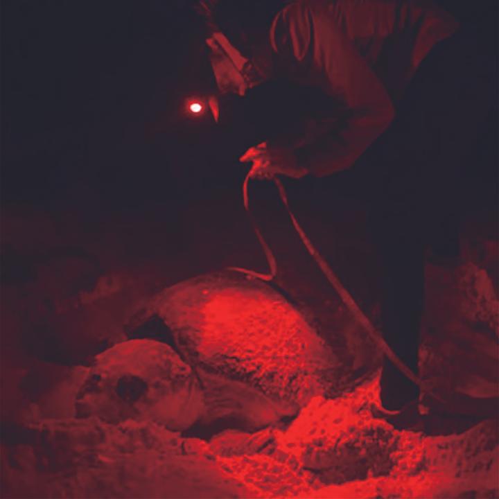 Actual product image Genius Mini torch