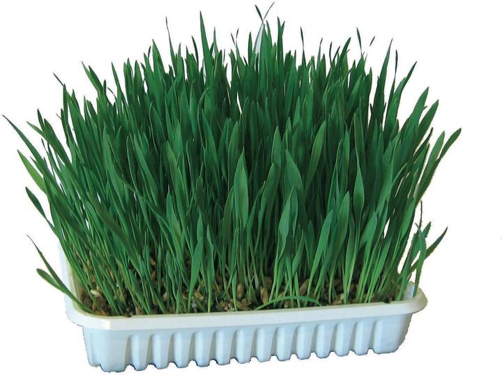 Kerbl Cat grass (1 pcs., 130 g)