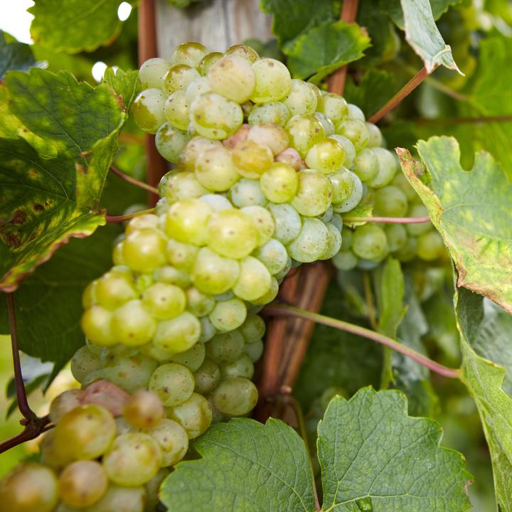 Produktbild Plant in a Box Vitis vinifera 'Cabernet franc', 'pinot gris', 'Chardonnay' - 3er Set Traubenpflanzen (25 cm)