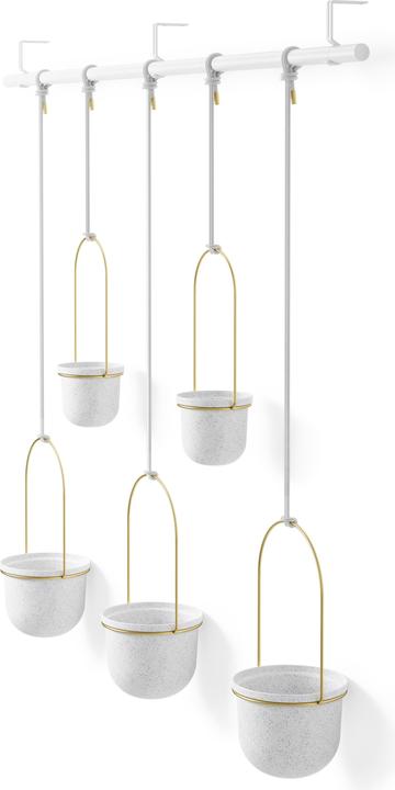 Image du produit Umbra Triflora (18 cm)