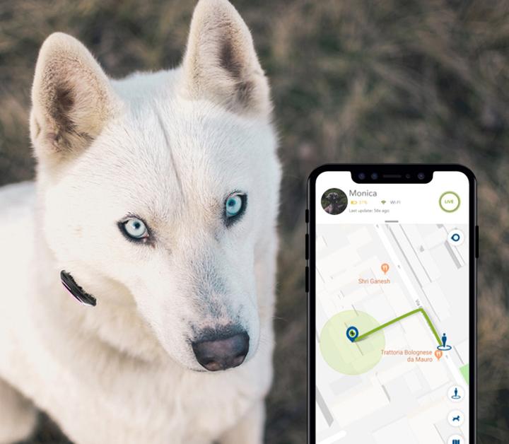 Produktbild Kippy Pet Finder (Hund, Katze, Allgemein)