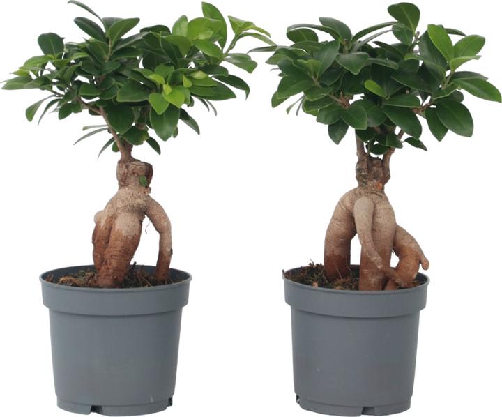 Actual product image Plant in a Box Ficus microcarpa Ginseng - Set of 4 Bonsai (30 cm)
