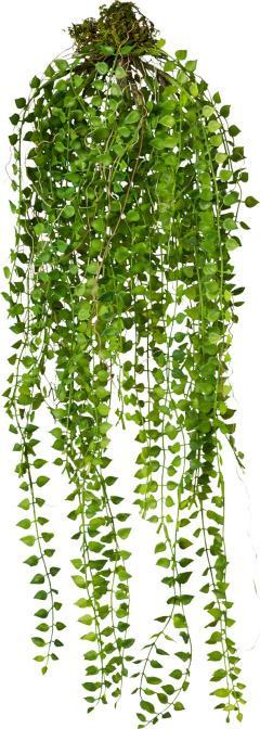 Image du produit Gasper Columnea