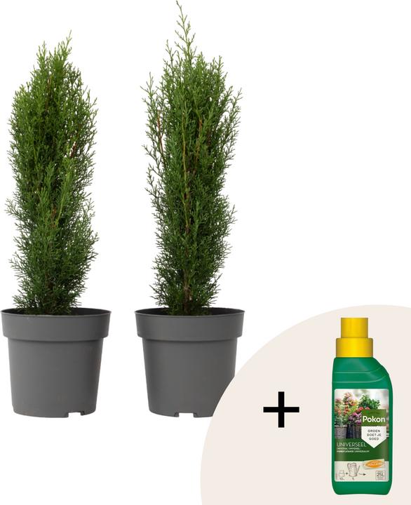 Actual product image Plant in a Box Cupressus sempervirens 'Totem' - 2er Set Toskanische Zypresse (60 cm)