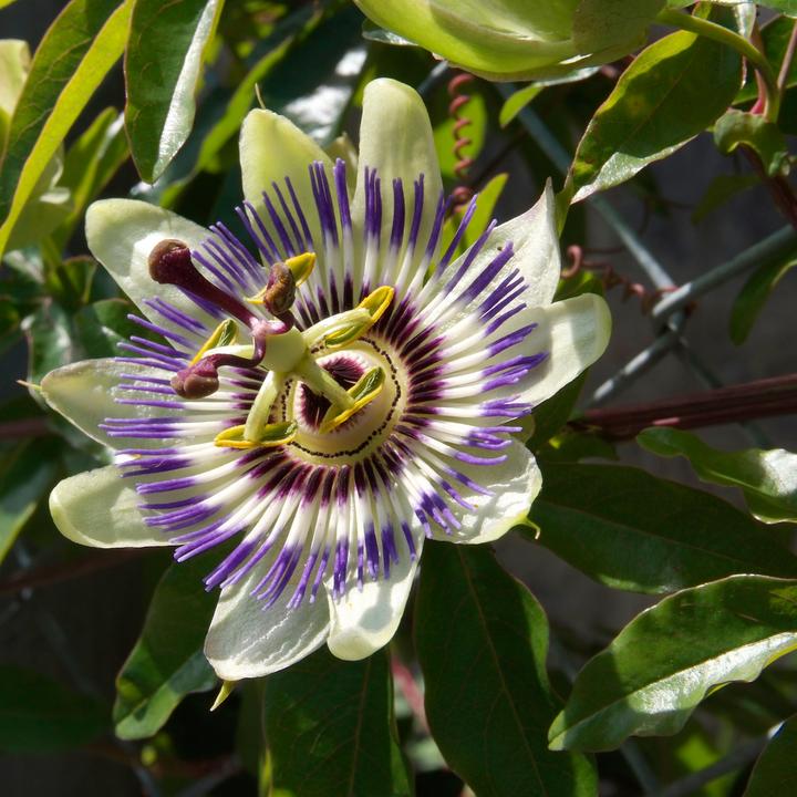 Actual product image Plant in a Box Passiflora edulis 'Frederick' - 6er-Set Passionsblume (25 cm)