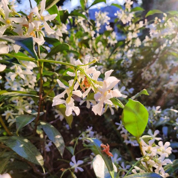 Actual product image Plant in a Box Trachelospermum jasminoides 'Pink Showers' - (110 cm)