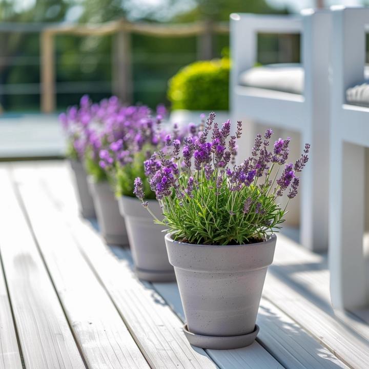 Produktbild Plant in a Box Lavandula stoechas 'Anouk' - Lavendelbaum (25 cm)