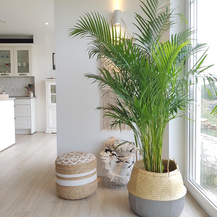 Produktbild Flowerbox Goldfruchtpalme - Areca Dypsis Lutescens (150 cm)