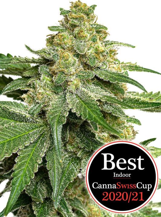 Image du produit JYM's Saparot CBD Seeds fem 3pcs (Graines de plantes)