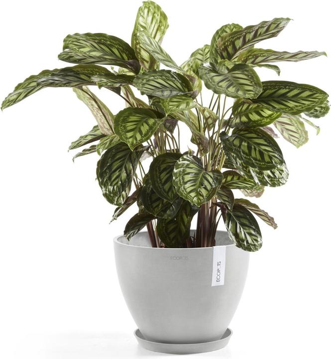 Immagine prodotto Ecopots Saucer Round