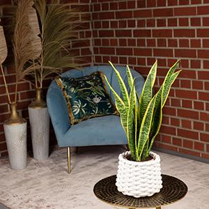 Produktbild Flowerbox Bogenhanf - Sansevieria trifasciata Laurentii (35 cm)
