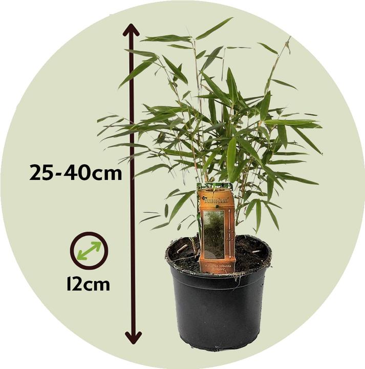 Produktbild Plant in a Box Fargesia rufa - 6er Set Schirmbambus (25 cm)