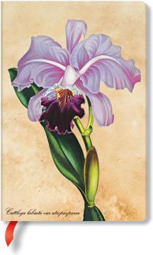 Produktbild Paperblanks Notizbuch Brasilianische Orchidee (95 x 140 mm, Liniert, Harter Einband)