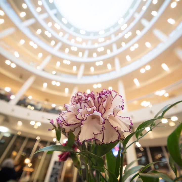 Produktbild Laowa 12-24mm 1:5.6 Sony E-Mount (E/FE) (Manual Focus) (Neuheit) (Sony E, Vollformat)