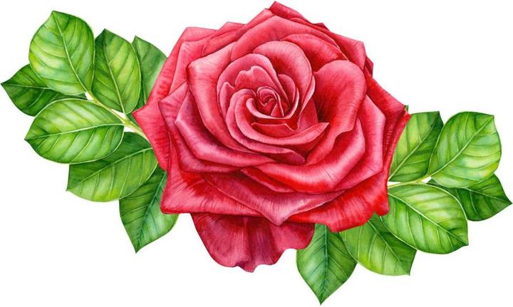 Produktbild Trenddeko Rote Rose XXL (67 x 40 cm)
