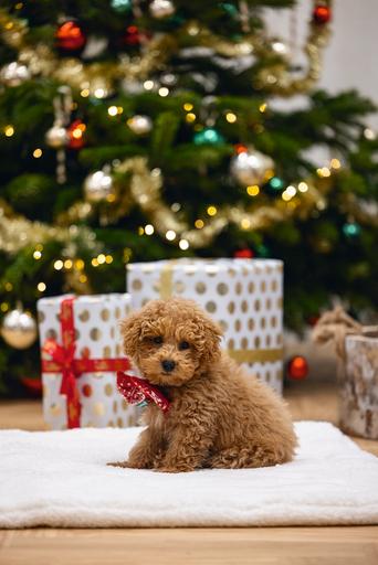 Produktbild Beeztees Weihnachtsplüsch Rot (Hundepullover)